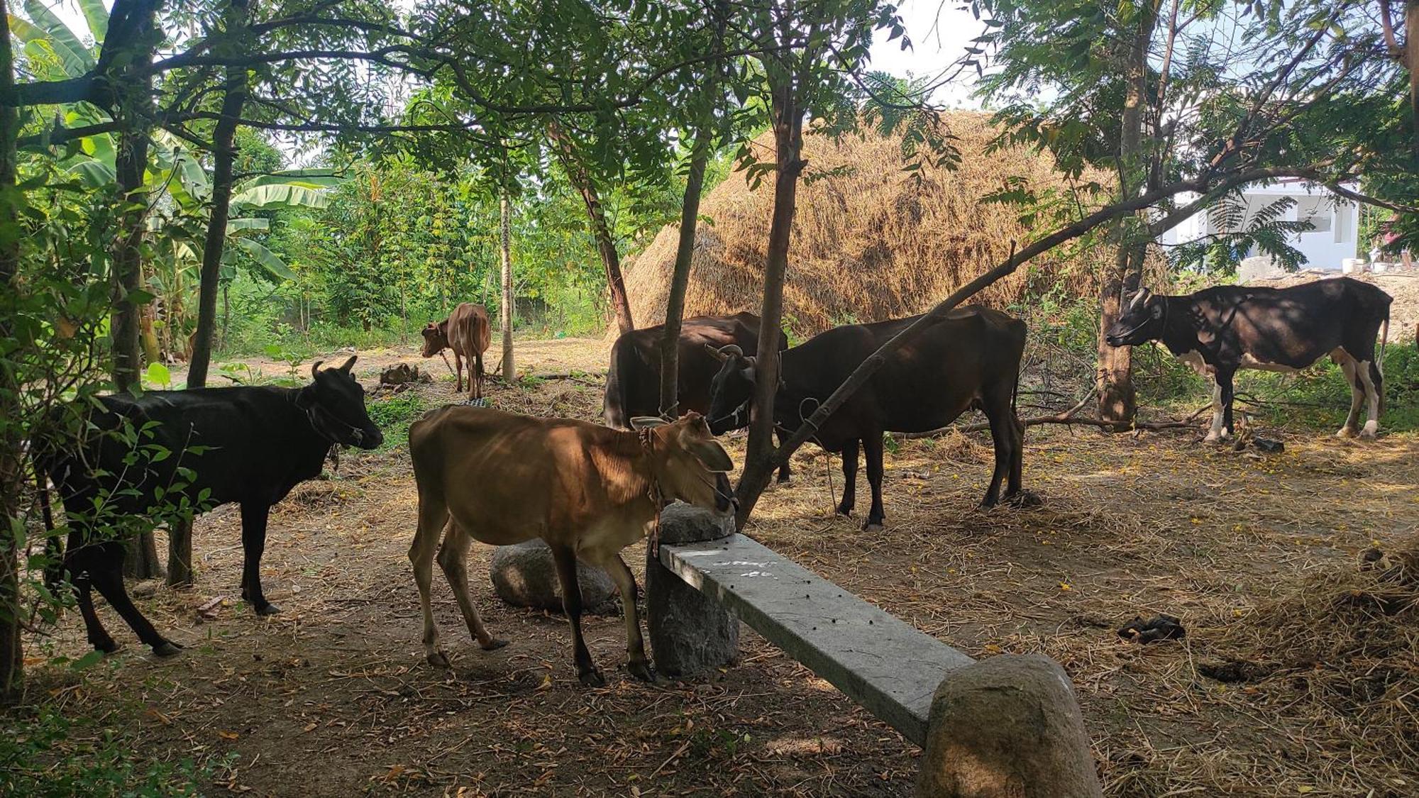 Vaksana Farm Stay Gudraippattu Exterior foto