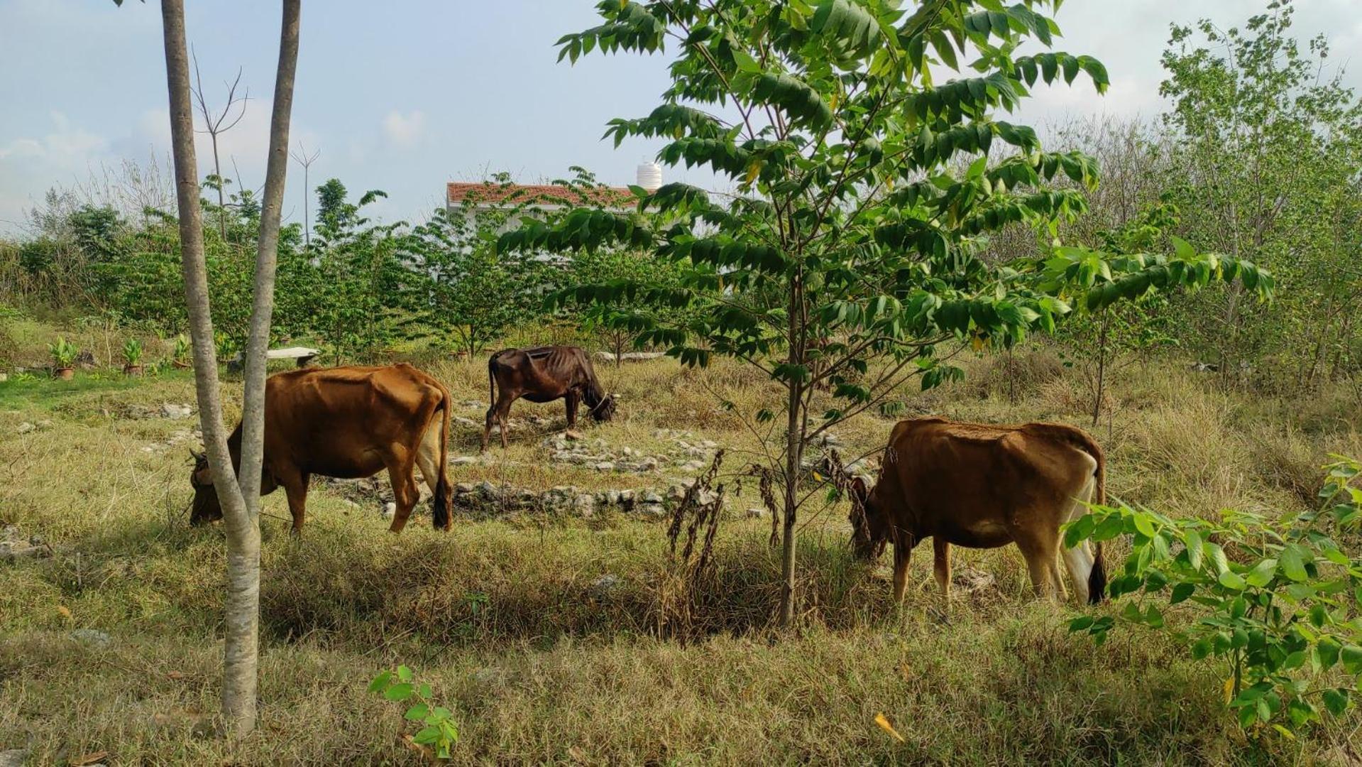 Vaksana Farm Stay Gudraippattu Exterior foto